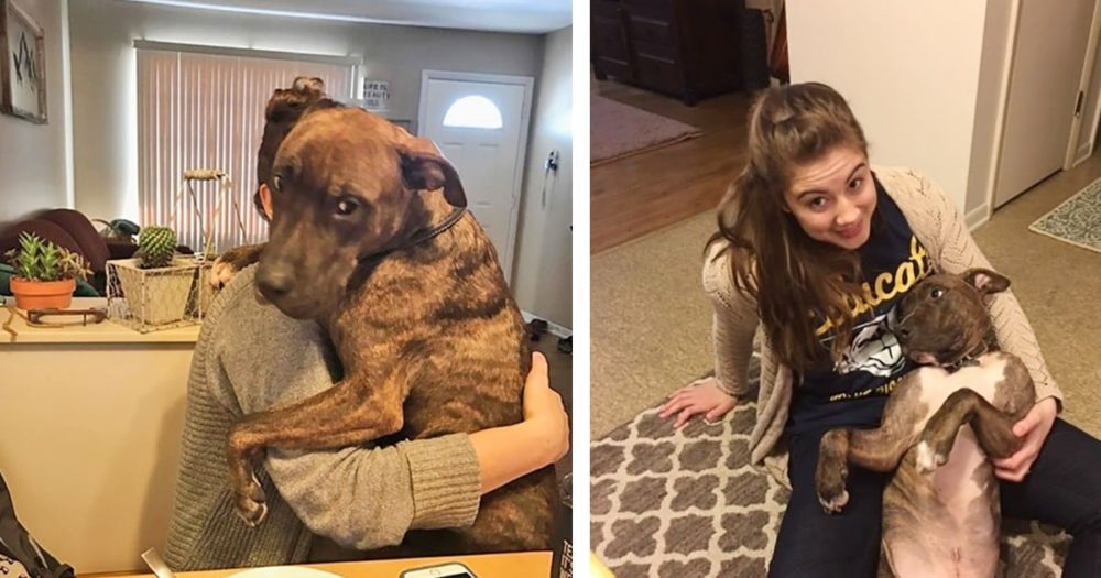 “Vděčný” záchranářský pes objímá mámu každý den, když se vrátí domů