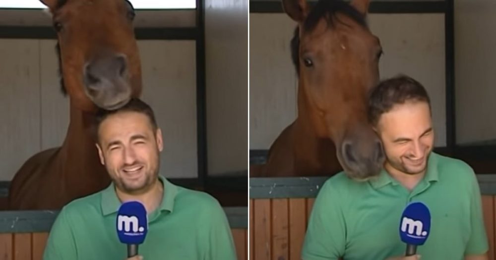 Reportérka se neudrží, když jí zábavný kůň ukradne pořad
