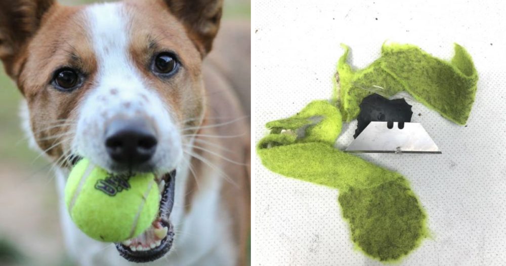 Majitelé psů varováni poté, co byla v parku nalezena žiletka ukrytá v tenisovém míčku