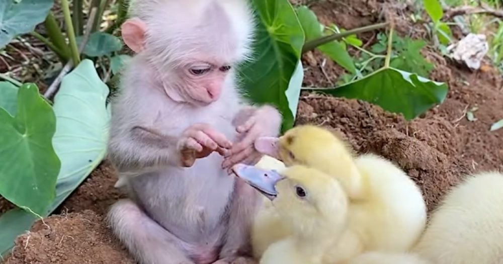 Sladká, malá opička se rozkošně stará o malá kachňátka a roztaví 79 milionů srdcí