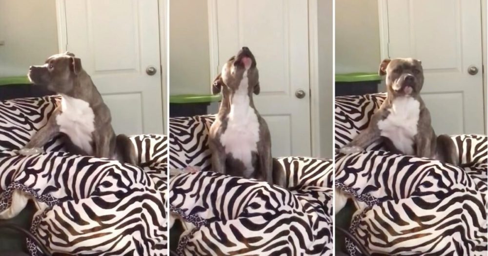 Talentovaný pes zpívá pouze svou oblíbenou country píseň