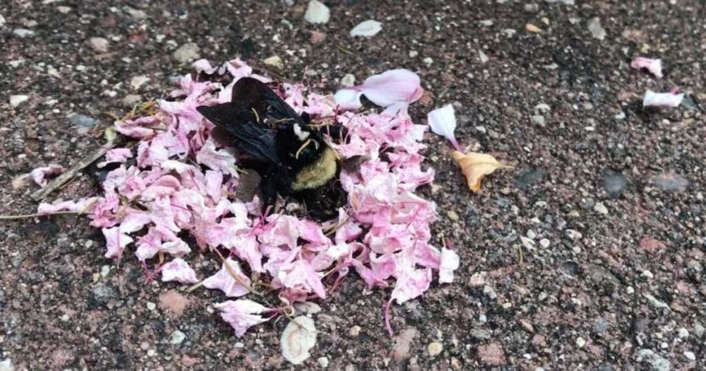 Mravenci přikryjí zemřelou včelu okvětními lístky, což vypadá jako řádný pohřeb