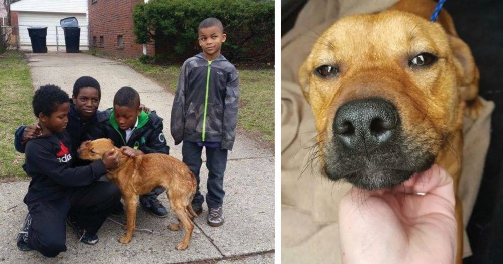 4 Mladí chlapci zachránili opuštěného psa, kterého našli svázaného bungee lany