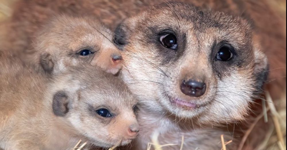 Maminka surikata a mláďata pózují před fotoaparátem v zoo a maminka vypadá tak pyšně