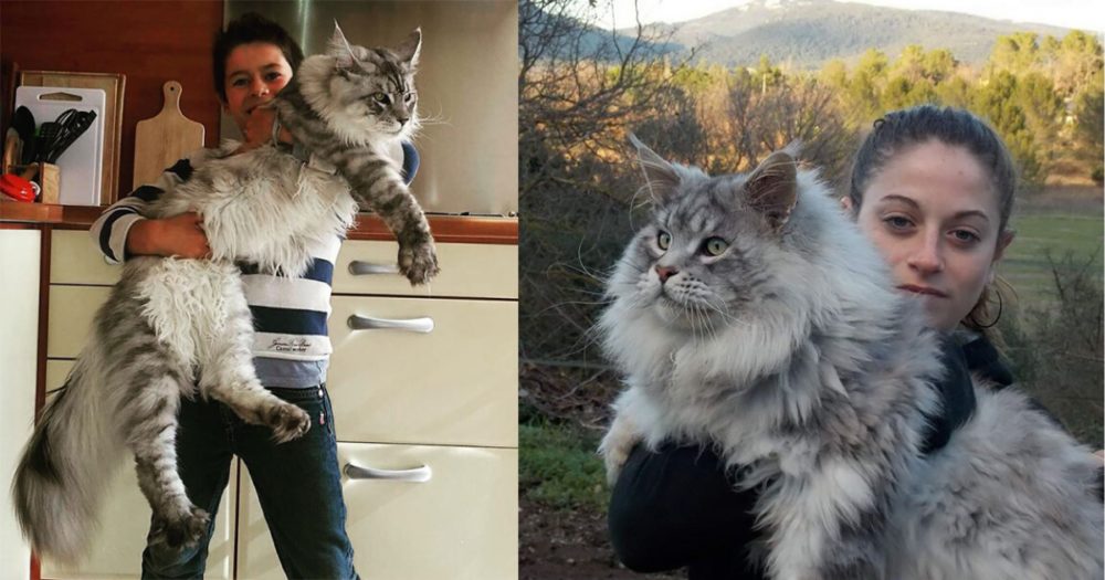 75 fotografií mainských mývalích koček, které ukazují, jak jsou tyto kočky velké