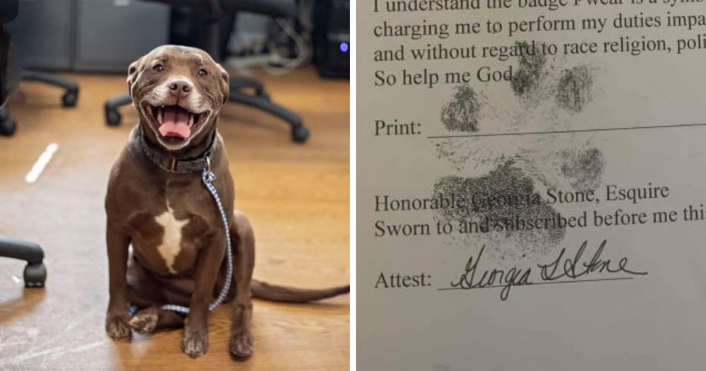 Nechtěný a opuštěný pitbull se stal oficiálním policejním psem