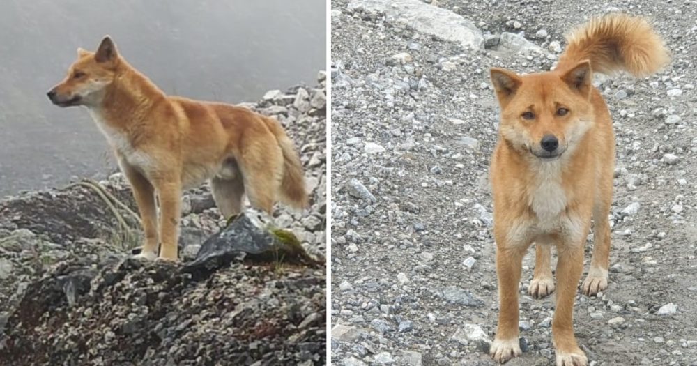 Starobylé plemeno zpívajícího psa poprvé po 50 letech spatřeno ve volné přírodě