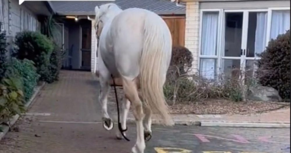 Kůň začne vybíhat ze stáje, aby navštívil pacienty s demencí, kteří ho krmili mrkví