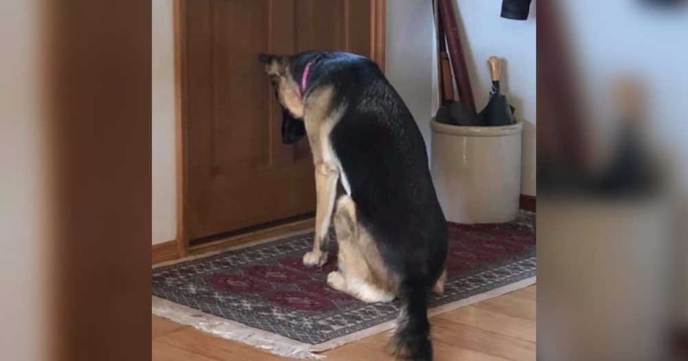 Věrný pes odmítá opustit dveře, dokud se táta nevrátí z nemocnice