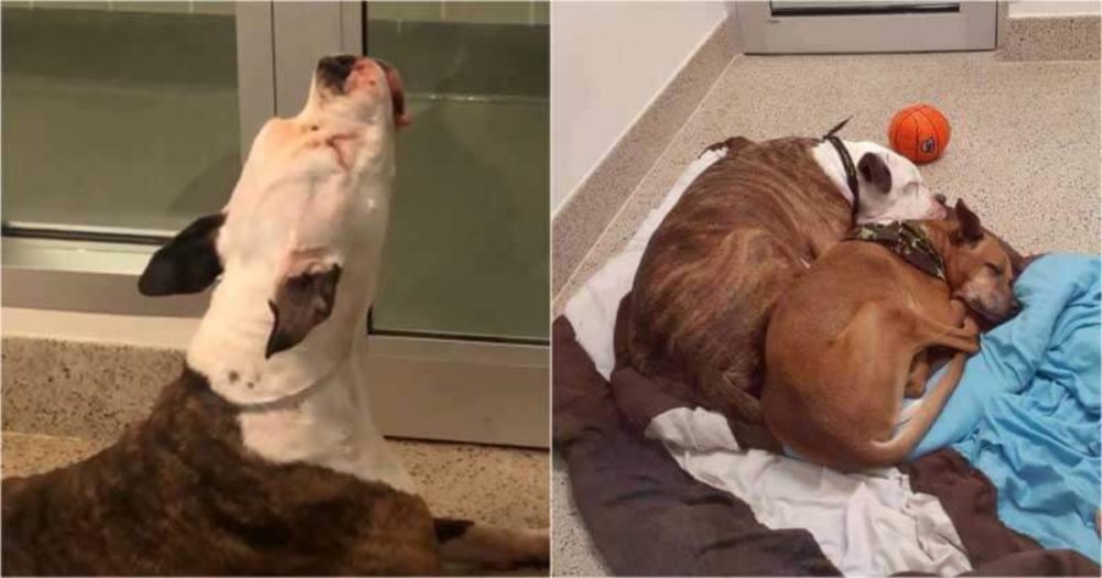 Zničený pes z útulku po odloučení vyje pro svého nejlepšího přítele
