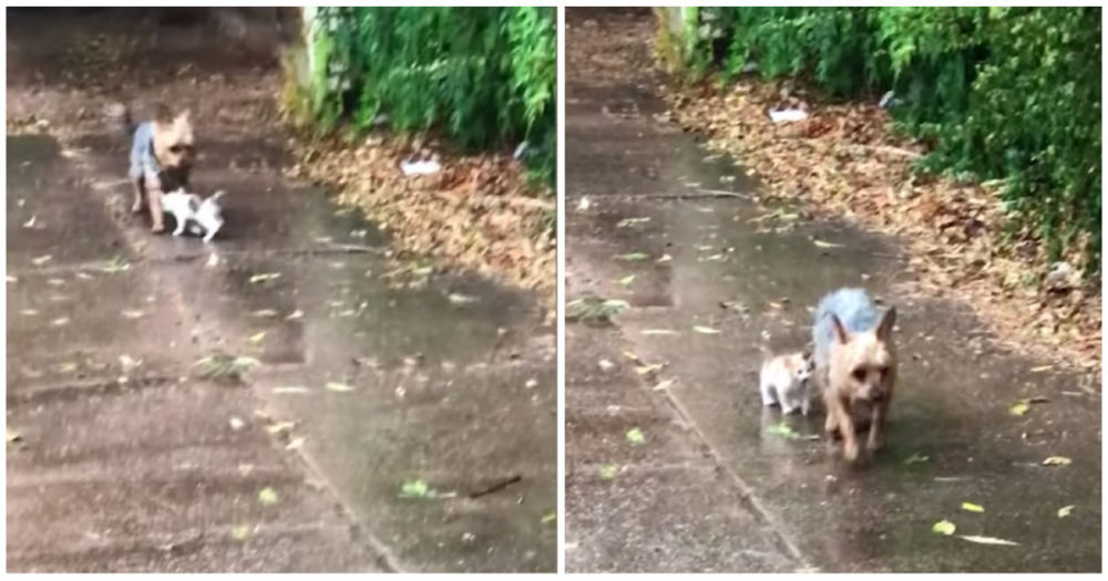 Pes objeví opuštěné kotě v dešti během přestávky na nočník