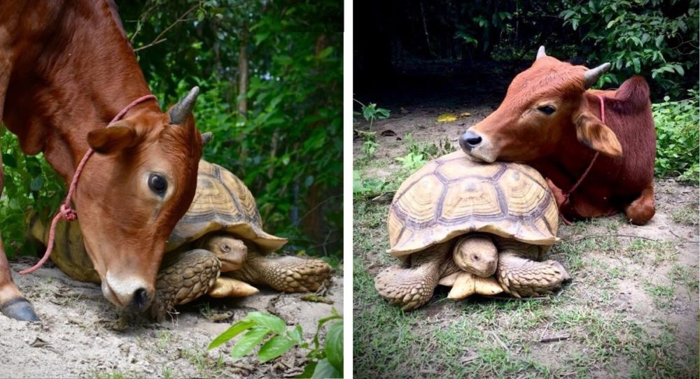 Obří želva a mládě spolu naváží přátelství, které trvá navždy –