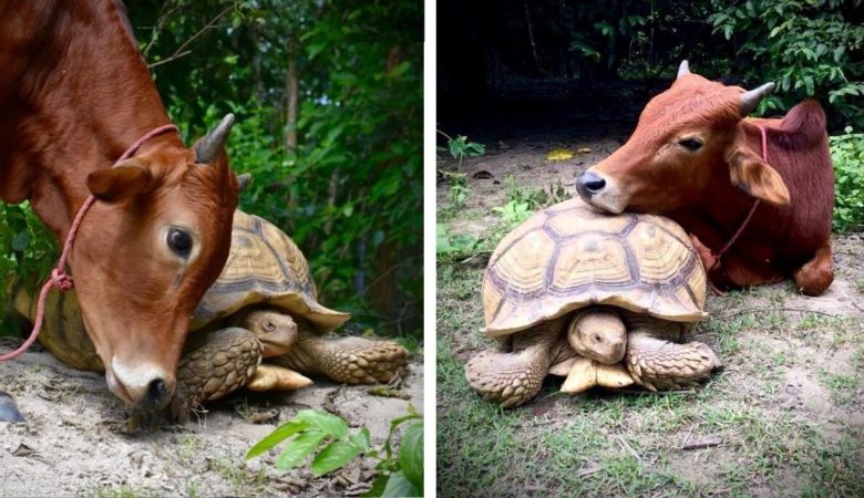 Obří želva a mládě spolu naváží přátelství, které trvá navždy –