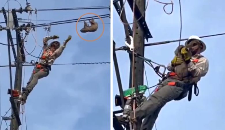 Operátor vylezl na sloup, aby zachránil lenochoda visícího z elektrického vedení –