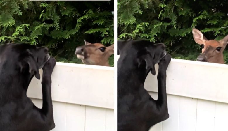 Divoká srna se stává nejlepším přítelem psa a navštěvuje ho téměř každý den – a také to dělá