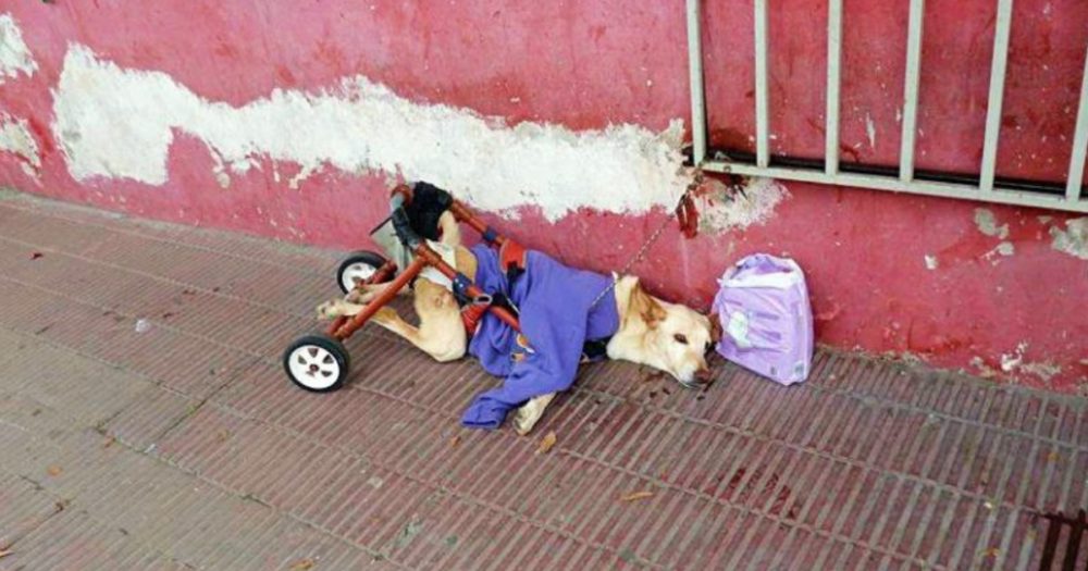 Pes s ochrnutými zadními nohami vyhozený na ulici s rozbitým vozíkem a taškou plenek