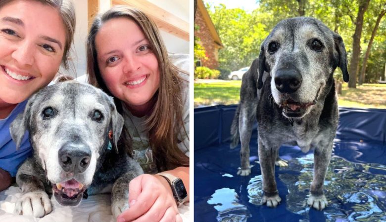 Mladí lidé adoptovali 19letého psa, aby prožil své poslední chvíle štěstí –