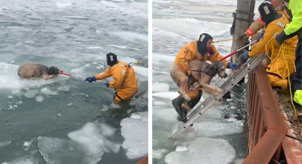 Muž skočil do zamrzlé řeky, aby zachránil štěně, které se nemohlo dostat z ledu –