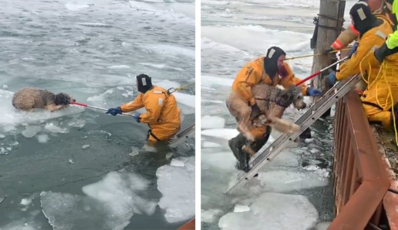 Muž skočil do zamrzlé řeky, aby zachránil štěně, které se nemohlo dostat z ledu –
