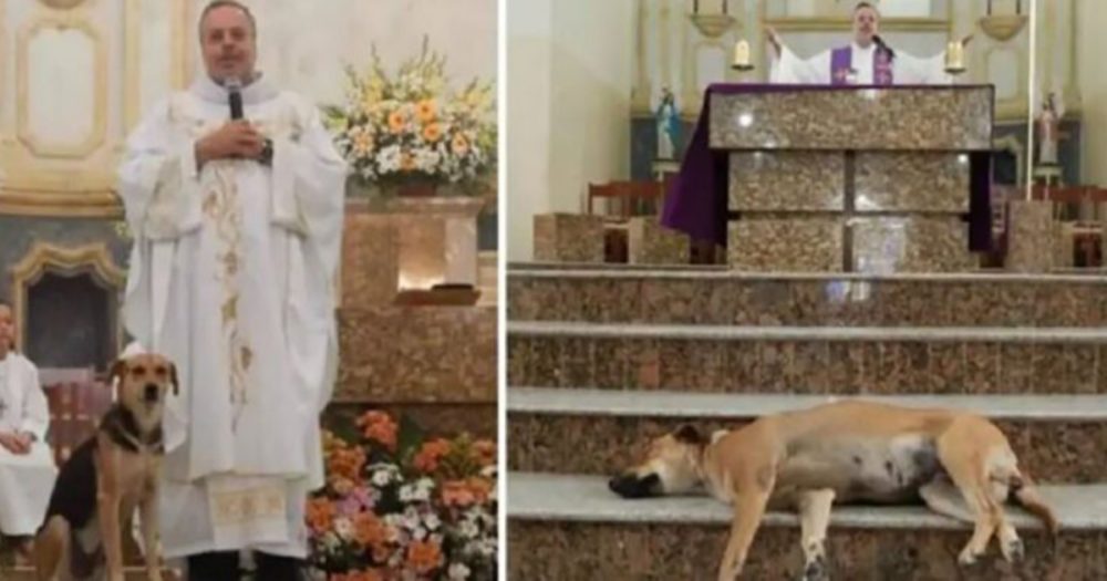 Kněz nechal toulavé psy navštěvovat mši, aby jim pomohl najít domov navždy