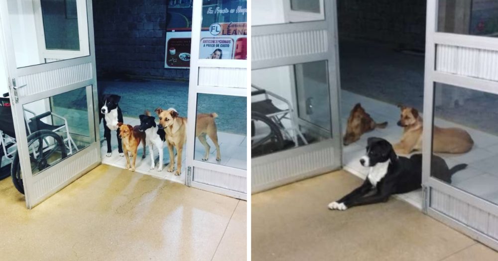 Věrní toulaví psi čekají u dveří nemocnice, když onemocní bezdomovec, kterého milují