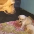 “Disciplína” psí mámy vůči hádajícím se štěňatům má přes 20 milionů zhlédnutí
