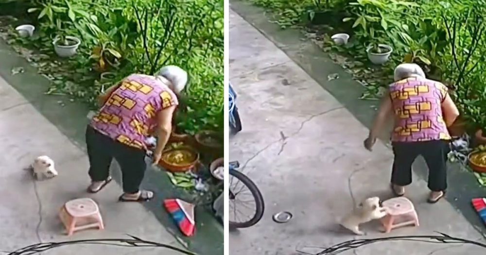 Drobné štěně se vrhne na pomoc starší ženě, aby se posadila
