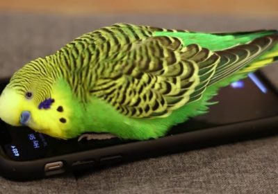 Papoušek přistane na iPhonu a aktivuje Siri k vtipné “konverzaci”