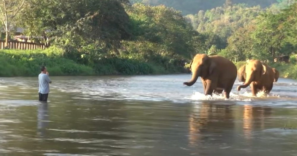 Stádo slonů se po 14 měsících odloučení radovalo ze shledání s lidským přítelem