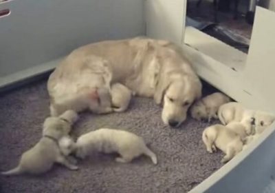 Psí máma má nejsladší reakci, když ji její novorozené štěně nemůže najít