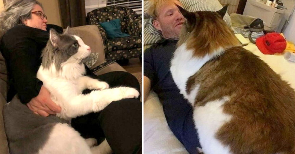 35 koček, které si neuvědomují, jak jsou velké