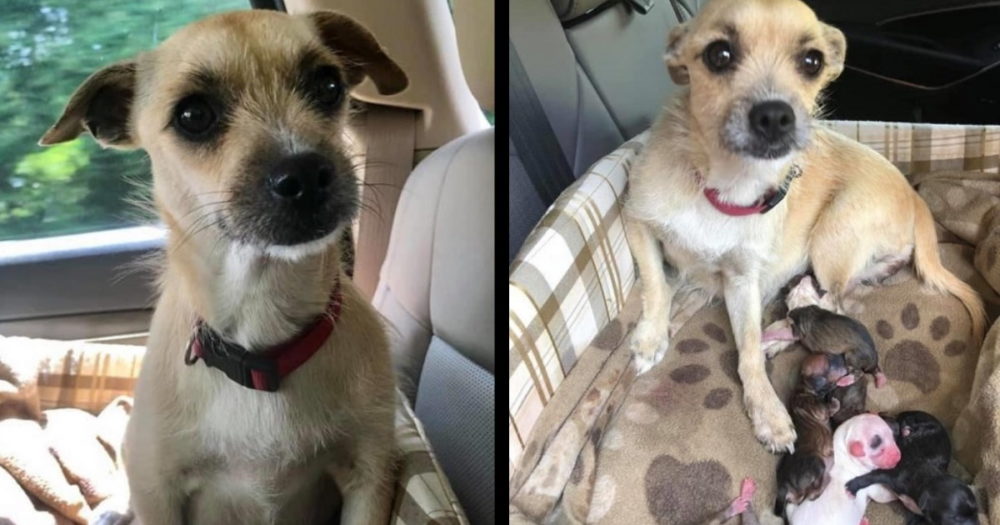 Po záchraně psa z útulku porodila na cestě do nového domova