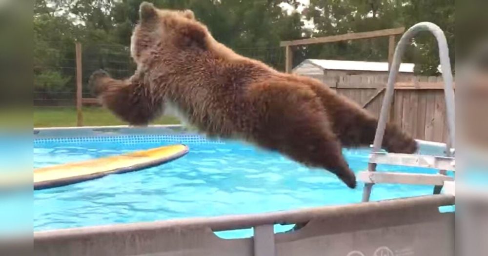 Medvěd grizzly hrdě září do kamery po velkém břichu v bazénu na Floridě