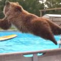Medvěd grizzly hrdě září do kamery po velkém břichu v bazénu na Floridě
