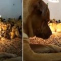 Obří pes rozplývá srdce péčí o svých 200 malých kachňátek