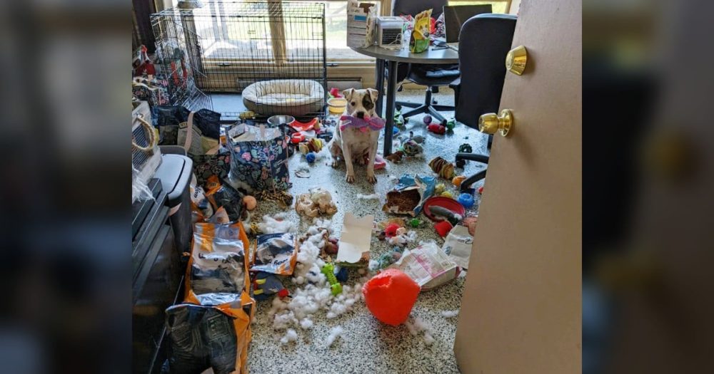 Pes z útulku, který zůstal sám v kanceláři, se rozhodl uspořádat obří “hračkovou párty