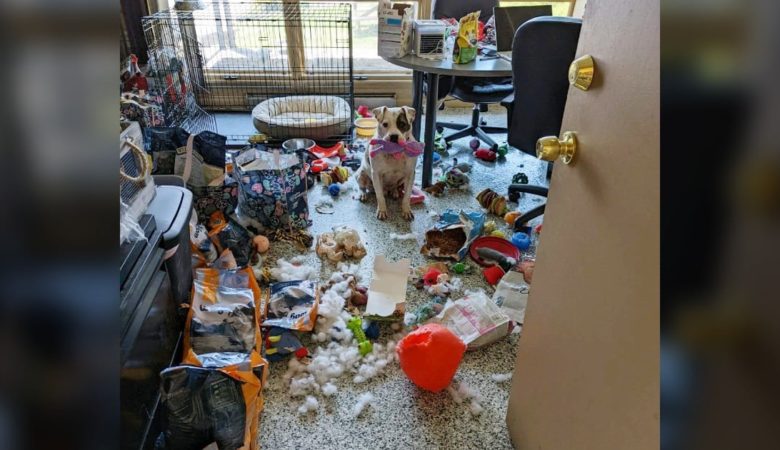 Pes z útulku, který zůstal sám v kanceláři, se rozhodl uspořádat obří “hračkovou párty