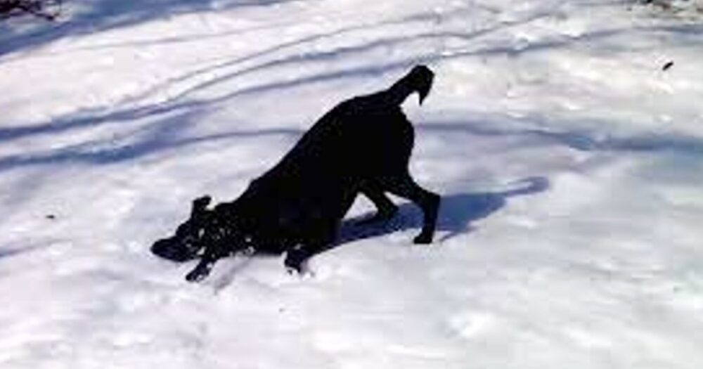 Velký pes roztaje srdce svým vtipným “sněhovým trikem