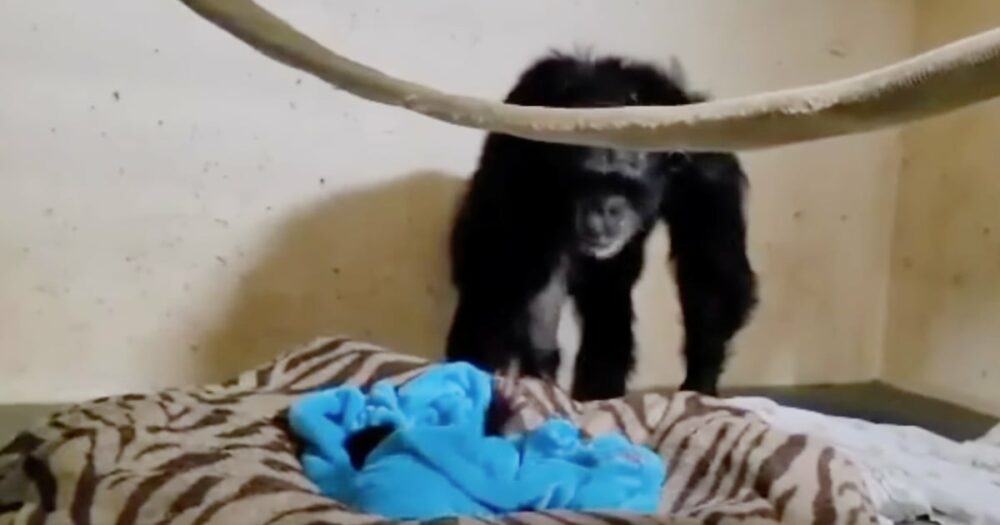 Šimpanzí máma, která byla po porodu nucena oddělit se od svého novorozence, našla mládě ve svém výběhu