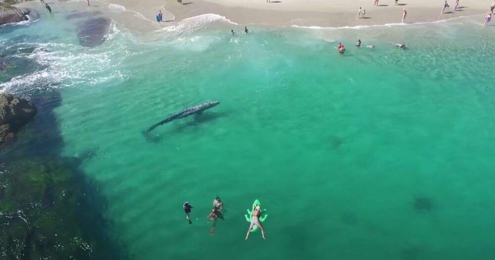 Mládě velryby se na pozoruhodných záběrech vrhá k pobřeží a lidem