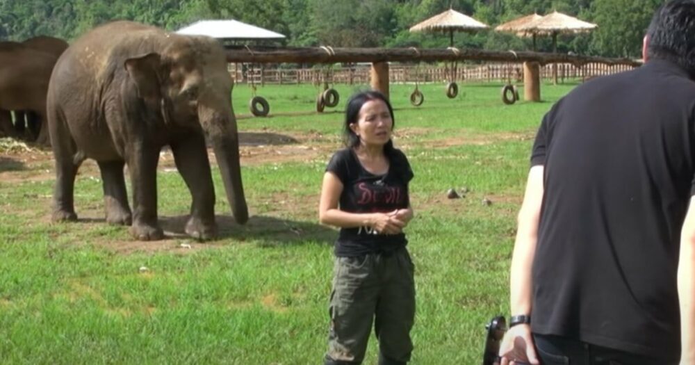 Rozhovor se ženou, když jí rozkošný slon ukradne pozornost