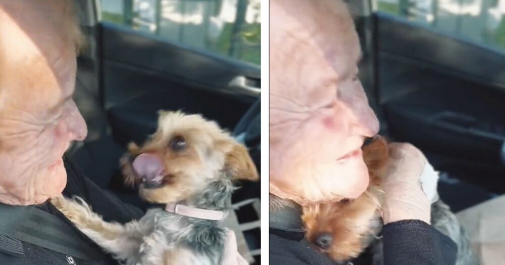 Starší žena se po několika dnech strávených v nemocnici shledala s milovaným psem