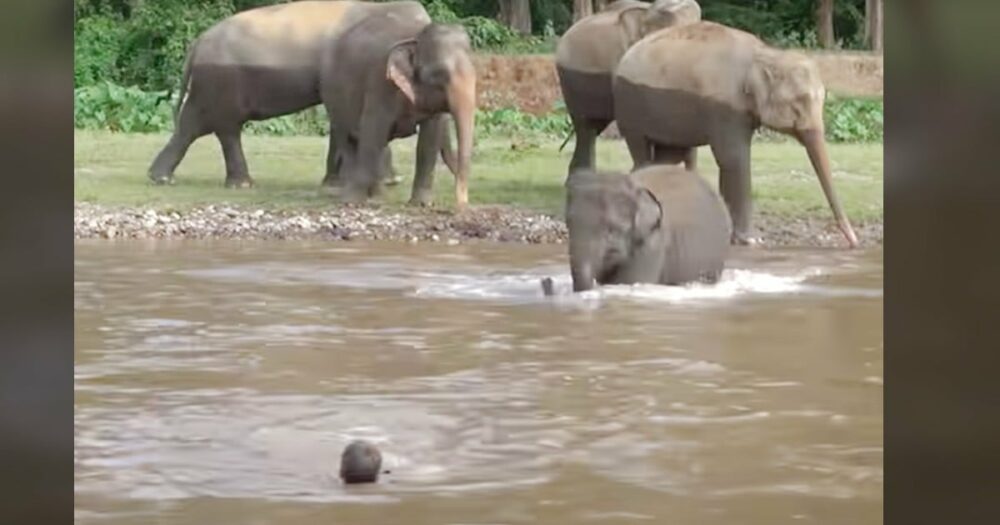Sloní mládě běží “zachránit” člověka uprostřed řeky