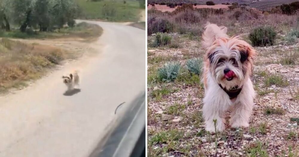 Opuštěný pes pronásleduje cizí auto a najde si láskyplný domov napořád
