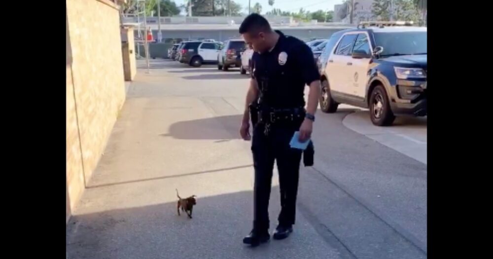 Zatoulaný pes ztratí klid, když spatří policistu. Pronásleduje policistu po ulici