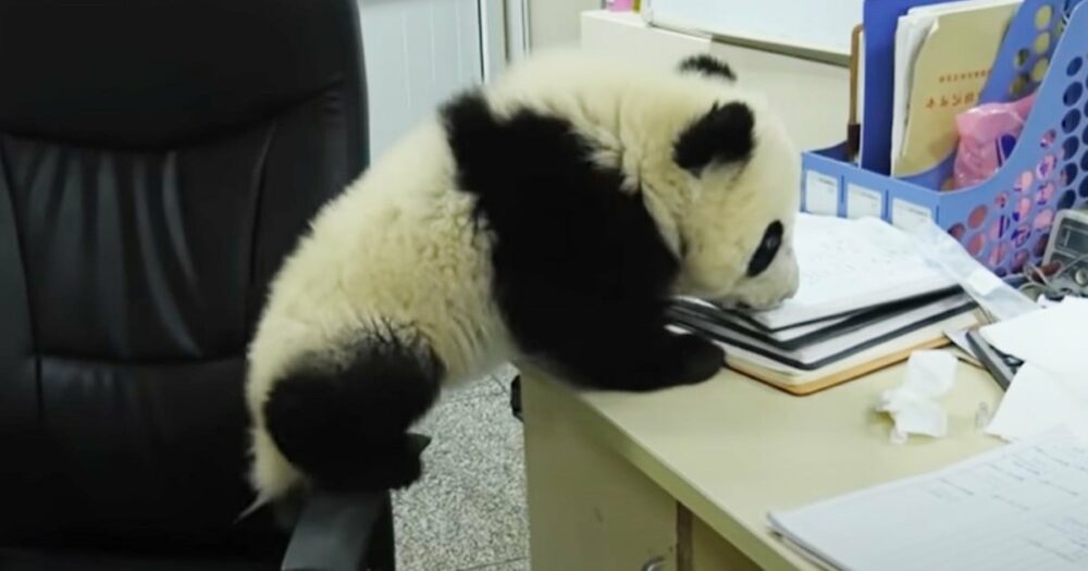 Mládě pandy roztomile rozplývá srdce, když dělá “neplechu” v kanceláři chovatele
