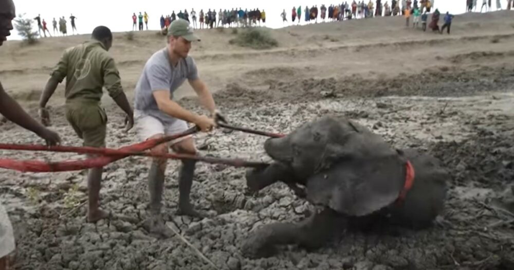 Poté, co sloní máma a mládě uvízly v bahně, je záchranáři vyprostili