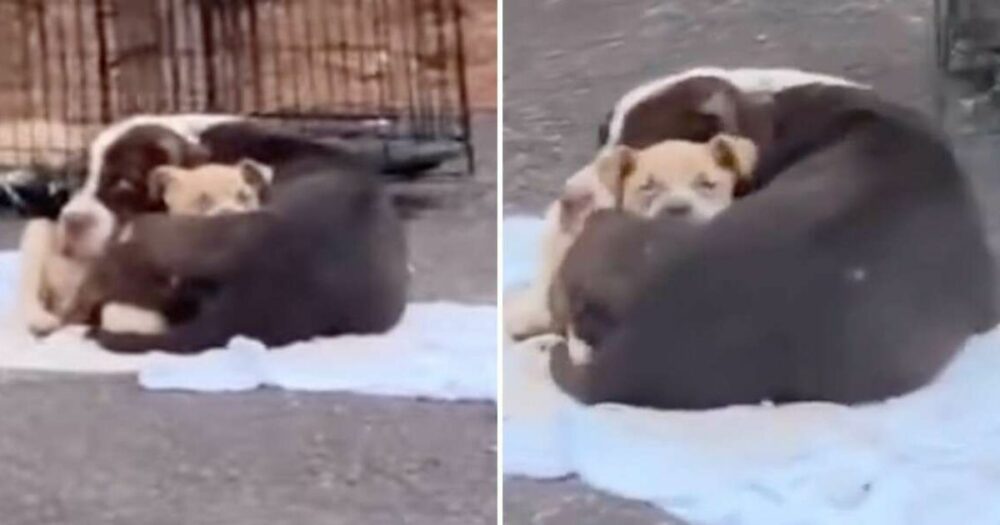 Odhozená psí máma zoufale svírající štěně na ulici má radost, že vidí své zachránce