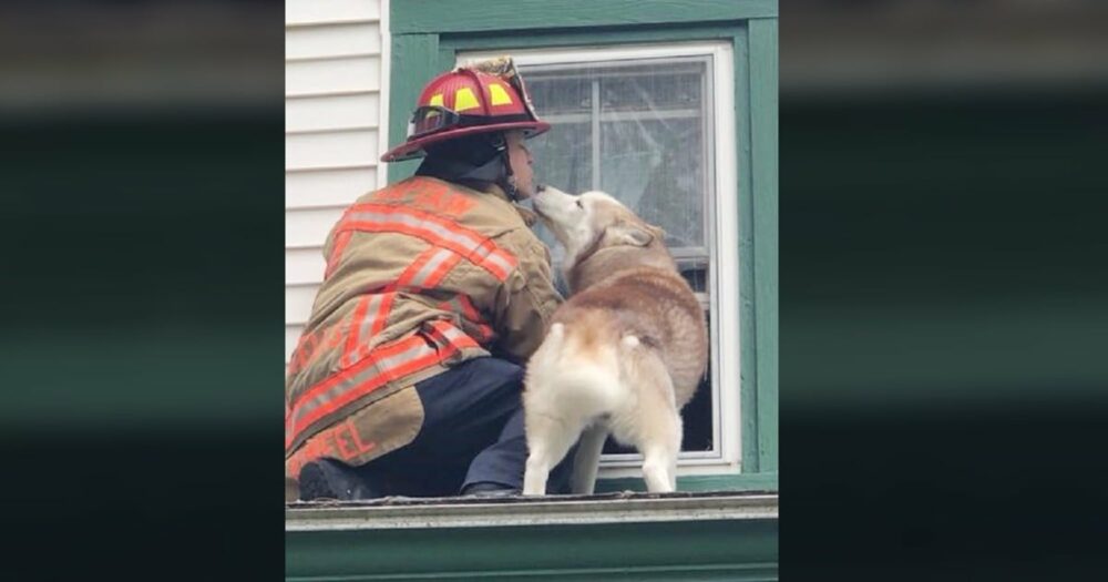 Husky děkuje hasiči, který ho statečně zachránil ze střechy