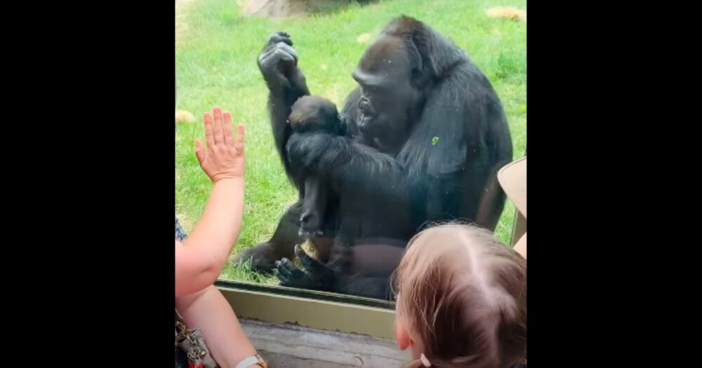 Hrdá gorilí máma se pochlubí novorozenětem a pak mu dá pusu